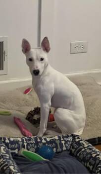 Fox Terrier Dogs Available for Adoption - Boo | PetCurious