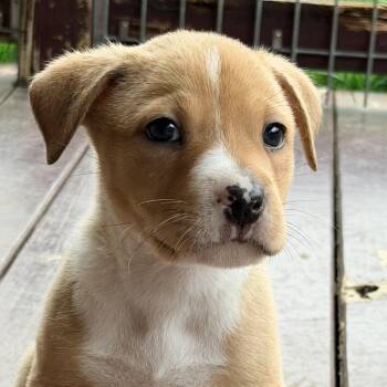 Terrier Dogs Available for Adoption in Bulverde, Texas - River | PetCurious