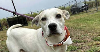 Rescue Mixed Breed Dogs for Adoption in Scott, Louisiana - Basil | PetCurious