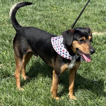 Beagle and Dachshund Dogs Available for Adoption in Cincinnati, Ohio - Oakley 2026 | PetCurious