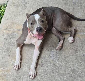 STELLA -  American Staffordshire Terrier Dog for Adoption in San Antonio, Texas - STELLA | PetCurious