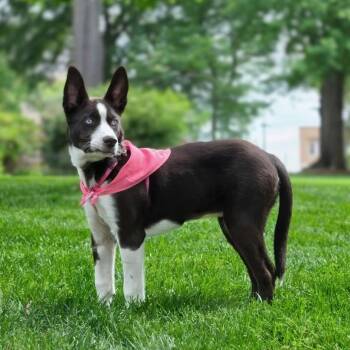 Husky Dogs Available for Adoption in Shelby, North Carolina - Ophelia Rose | PetCurious