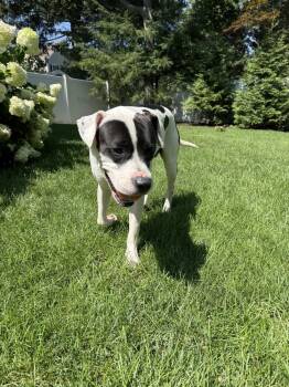 Roger -  Pit Bull Terrier Dog for Adoption in North Reading, Massachusetts - Roger | PetCurious