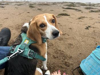 Beagle Dogs Available for Adoption in St. Stephen, New Brunswick - Private Adoption - Dolly Fredericton | PetCurious