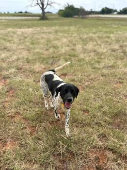 Benny -  Pointer Dog for Adoption in Piedmont, Oklahoma - Benny | PetCurious
