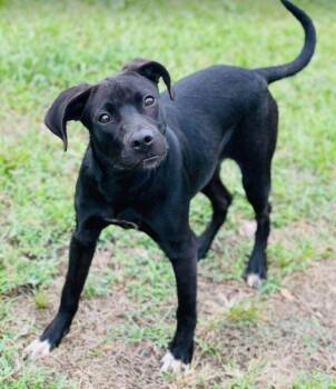 AC-5236 "Peaches" -  Labrador Retriever Dog for Adoption in Conyers, Georgia - AC-5236 "Peaches" | PetCurious