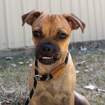 Ruth -  Pug and Chihuahua Dog for Adoption in Mansfield, Texas - Ruth | PetCurious