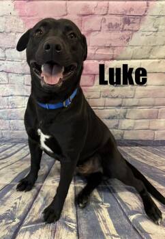 Black Labrador Retriever Dogs Available for Adoption - Luke | PetCurious