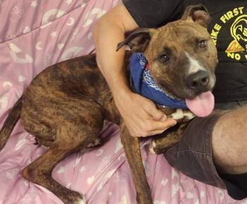 FARLEY -  Plott Hound Dog for Adoption in Brunswick, Georgia - FARLEY | PetCurious
