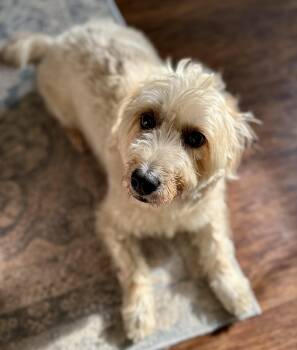 Peanut -  Wheaten Terrier and Poodle Dog for Adoption in Lawrenceville, Georgia - Peanut | PetCurious