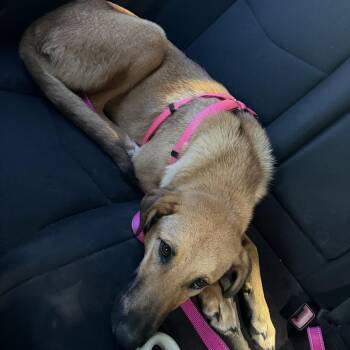German Shepherd Dog and Labrador Retriever Dogs Available for Adoption - Sadie | PetCurious