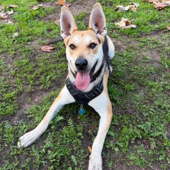 Shepherd Dogs Available for Adoption in Goleta, California - Ace | PetCurious