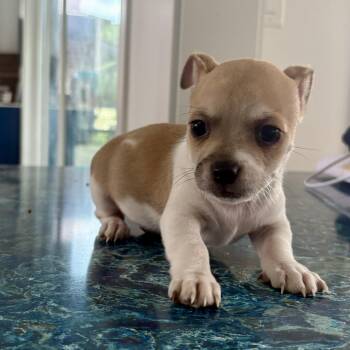 Leonardo -  Chihuahua Dog for Adoption in Charlotte, North Carolina - Leonardo | PetCurious
