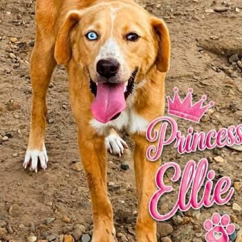 Labrador Retriever and Mixed Breed Dogs Available for Adoption in Wadena, Minnesota - Princess Ellie | PetCurious