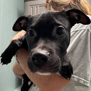 Michael -  Pit Bull Terrier and Mixed Breed Dog for Adoption in Columbia, Missouri - Michael | PetCurious
