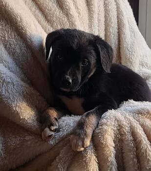 Mixed Breed Dogs Available for Adoption in Rockland, Wisconsin - Gordita | PetCurious