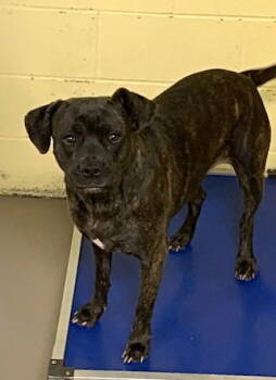 Rescue American Bulldog Dogs for Adoption in Crossville, Tennessee - HONEYBUN (Spayed!) | PetCurious
