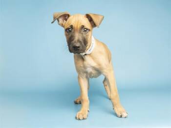 Black Mouth Cur Dogs Available for Adoption - DOLCE GABBANA | PetCurious