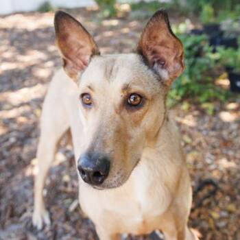 Mixed Breed Dogs Available for Adoption in Largo, Florida - Autumn | PetCurious