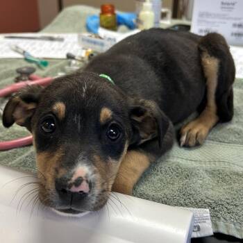 Mixed Breed Dogs Available for Adoption in Flagstaff, Arizona - Sting | PetCurious