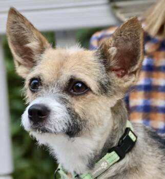 Rescue Yorkshire Terrier and Border Terrier Dogs for Adoption in Rockville, Maryland - Logan | PetCurious
