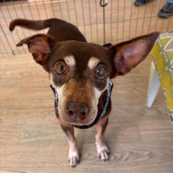 Suede 14402 -  Chihuahua Dog for Adoption in San Francisco, California - Suede 14402 | PetCurious