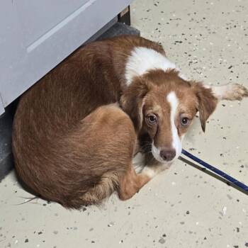 Lynda -  Mixed Breed Dog for Adoption in Springboro, Ohio - Lynda | PetCurious