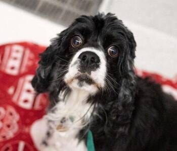 Bella H 26107 -  Cocker Spaniel Dog for Adoption in Parker, Colorado - Bella H 26107 | PetCurious