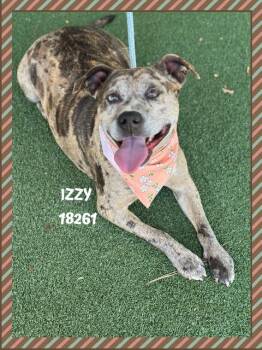 Catahoula Leopard Dog Dogs Available for Adoption in Marietta, Georgia - IZZY | PetCurious