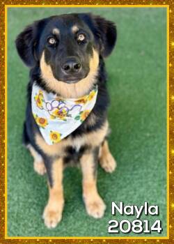 NAYLA -  German Shepherd Dog and Golden Retriever Dog for Adoption in Marietta, Georgia - NAYLA | PetCurious
