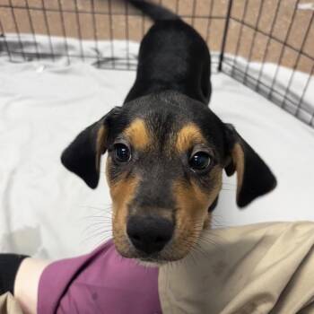 Elmer -  American Foxhound and Mixed Breed Dog for Adoption in Belleville, Illinois - Elmer | PetCurious