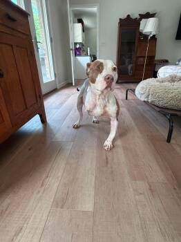 Charm -  Pit Bull Terrier Dog for Adoption in Germantown, Ohio - Charm | PetCurious