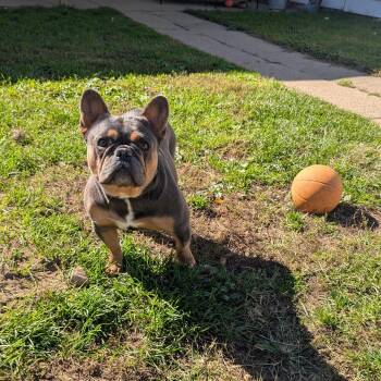 Jasmine -  French Bulldog Dog for Adoption in Fenton, Michigan - Jasmine | PetCurious