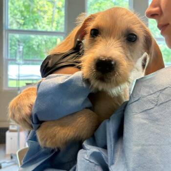 Sweet Potato Pie -  Mixed Breed Dog for Adoption in Huntington, West Virginia - Sweet Potato Pie | PetCurious