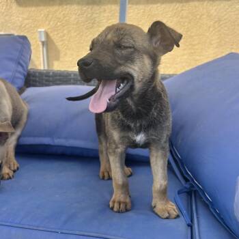 Taylor -  Mixed Breed Dog for Adoption in Escondido, California - Taylor | PetCurious