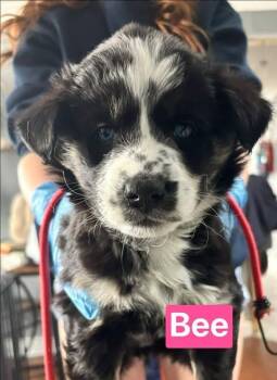 Bee -  Mixed Breed Dog Available for Adoption in Athens, Ontario - Bee | PetCurious