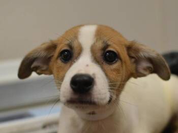 Magic -  Terrier and Shepherd Dog for Adoption in Portland, Oregon - Magic | PetCurious