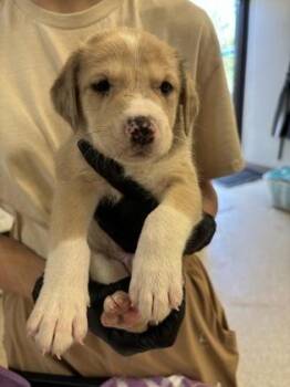 Leonard -  Retriever and Mixed Breed Dog for Adoption in Conway, Arkansas - Leonard | PetCurious