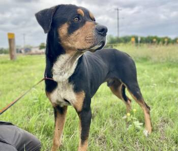 Rottweiler Dogs Available for Adoption in Plato Center, Illinois - Scooby | PetCurious