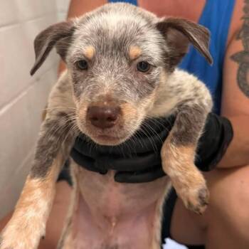 Hashbrown -  Cattle Dog Dog for Adoption in Buchanan Dam, Texas - Hashbrown | PetCurious
