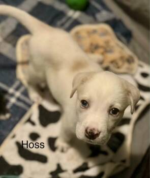 Rescue Australian Shepherd Dogs for Adoption in Warwick, Rhode Island - HOSS | PetCurious