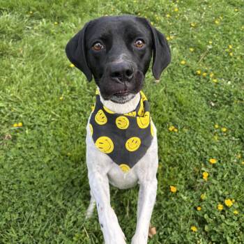Pointer Dogs Available for Adoption in Circleville, Ohio - Rosco | PetCurious