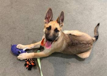 German Shepherd Dog Dogs Available for Adoption in Antioch, California - WEDNESDAY | PetCurious