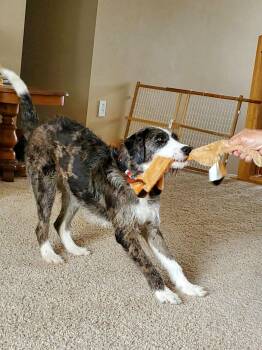 Terrier Dogs Available for Adoption - Layla | PetCurious