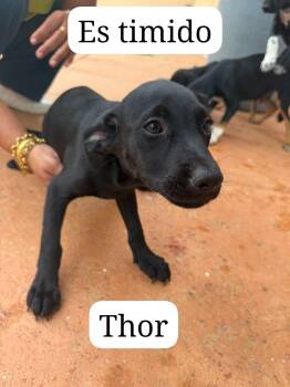 Thor -  Miniature Pinscher Dog for Adoption - Thor | PetCurious