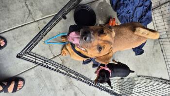 Pringle ChowPei -  Shar Pei and Chow Chow Dog for Adoption in Manhattan Beach, California - Pringle ChowPei | PetCurious