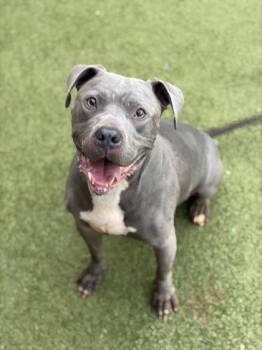 Rocco -  Pit Bull Terrier and Mixed Breed Dog for Adoption in Atlanta, Georgia - Rocco | PetCurious