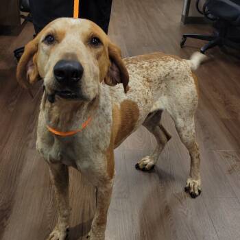 Rescue Coonhound Dogs for Adoption in Nashville, Indiana - Jethro | PetCurious