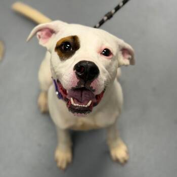Khaleesi -  Mixed Breed Dog for Adoption in Sarasota, Florida - Khaleesi | PetCurious