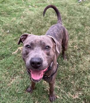 Moose -  Mixed Breed and Pit Bull Terrier Dog for Adoption in Austin, Texas - Moose | PetCurious